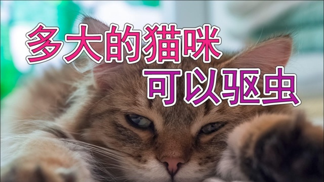 多大的猫咪可以驱虫