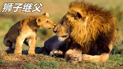 3头母狮大战两头雄狮，为母则刚！最终雄狮妥协成为继父！