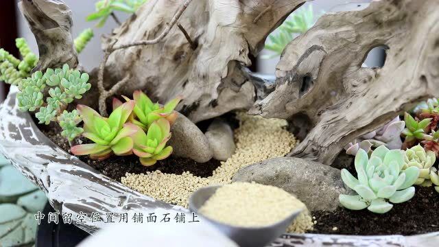 腐木遇上了多肉让它焕发出新的生命力