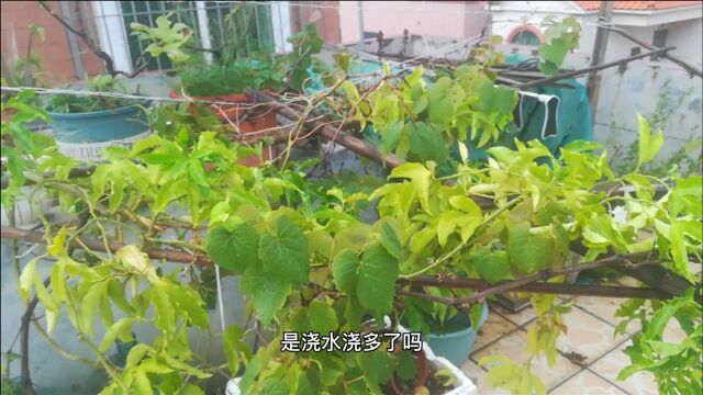 “烂根”别再乱浇水了,方法正确才是关键,否则黄叶越来越多