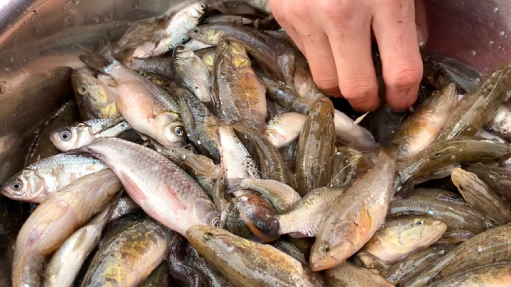 東北真正冷水魚,雜魚老頭魚泥鰍魚,三種魚一起燉真下飯._騰訊視頻