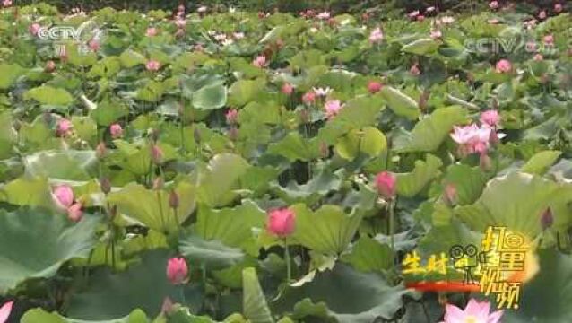 金盆村的每亩荷塘,每年都出产300多斤的藕尖销往本地