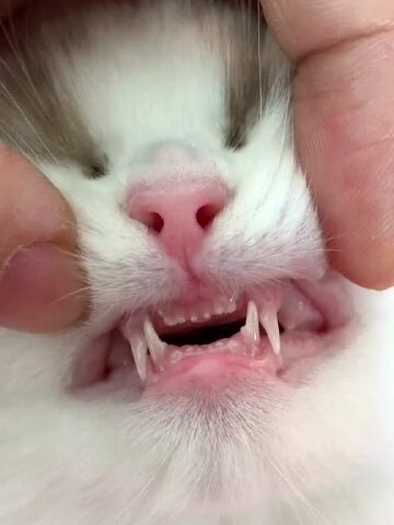 你见过豁牙子的小猫咪吗?真是太可爱了吧