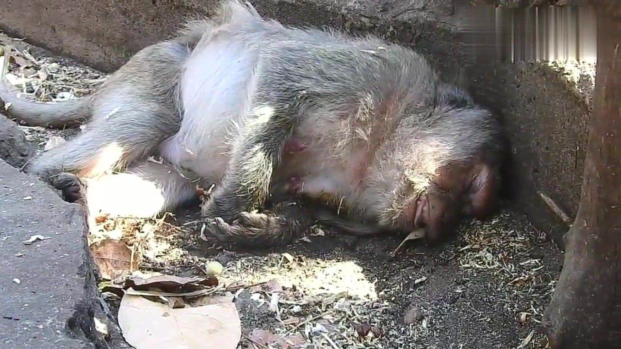 太心酸了年老的母猴子死了小猴子抱着猴妈妈哭的好伤心