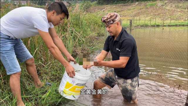 带着幺徒弟扣鱼塘,四川的鳝鱼虽然没有贵州的大,但是条子板正