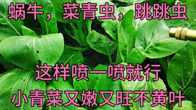 小青菜生虫烂叶不用打药,用它喷一喷就行,后期小菜长势快不黄叶