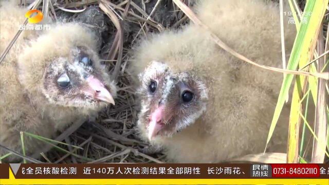 居民地里干农活发现几只“怪鸟” 猴脸、鹰嘴、鹰爪 没想到大有来头!