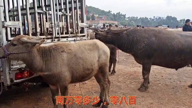 这样摩拉公牛17块一斤过称都没人要,这体型能出三成五肉吗