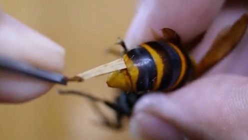 养蜂人“辣手催蜂”，将马蜂“大肠”扯出，却是为它好？