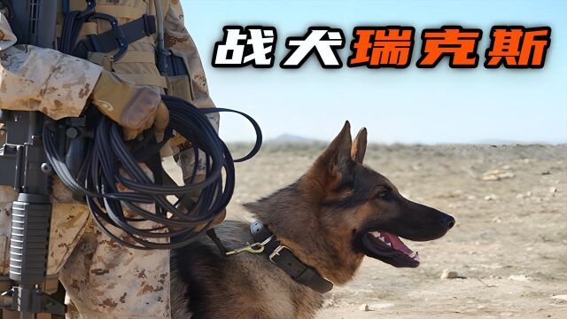 《战犬瑞克斯》一只犬的陪伴,从不良少女到成熟勇敢相互成长