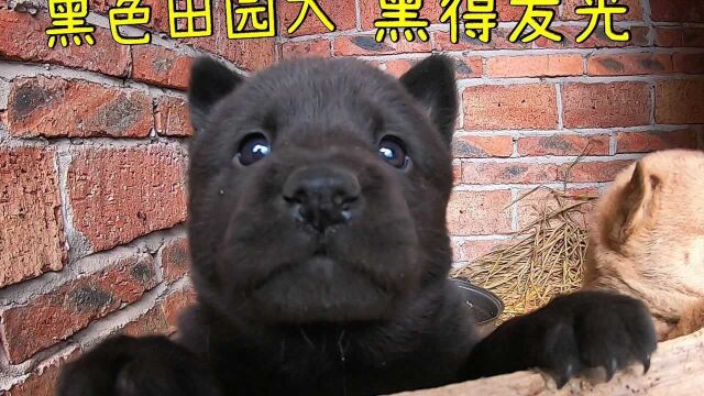 田园犬烧鹅生了3只崽,有一只全黑的性格很高冷,先抓出来撸一把#中华田园犬