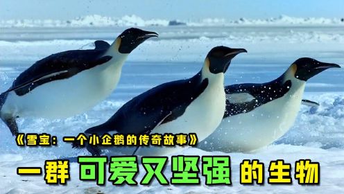 《雪宝：一个小企鹅的传奇故事》：帝企鹅是一群神秘的物种，带着种族的使命，完成生命的轮回