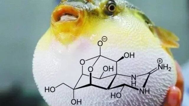 河豚毒素,是人类目前所知发作最快、最致命的一种毒素