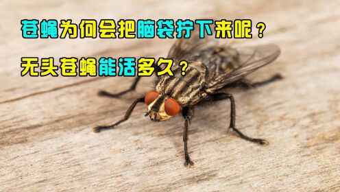 苍蝇为啥把自己的头拧下来玩？是因为好玩吗，无头苍蝇能活多久？