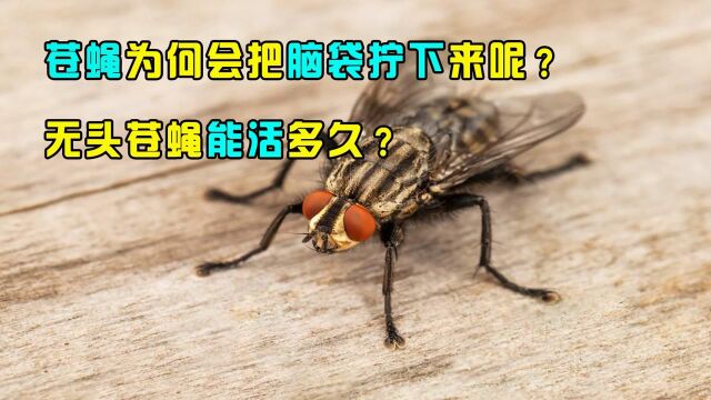 苍蝇为啥把自己的头拧下来玩?是因为好玩吗,无头苍蝇能活多久?