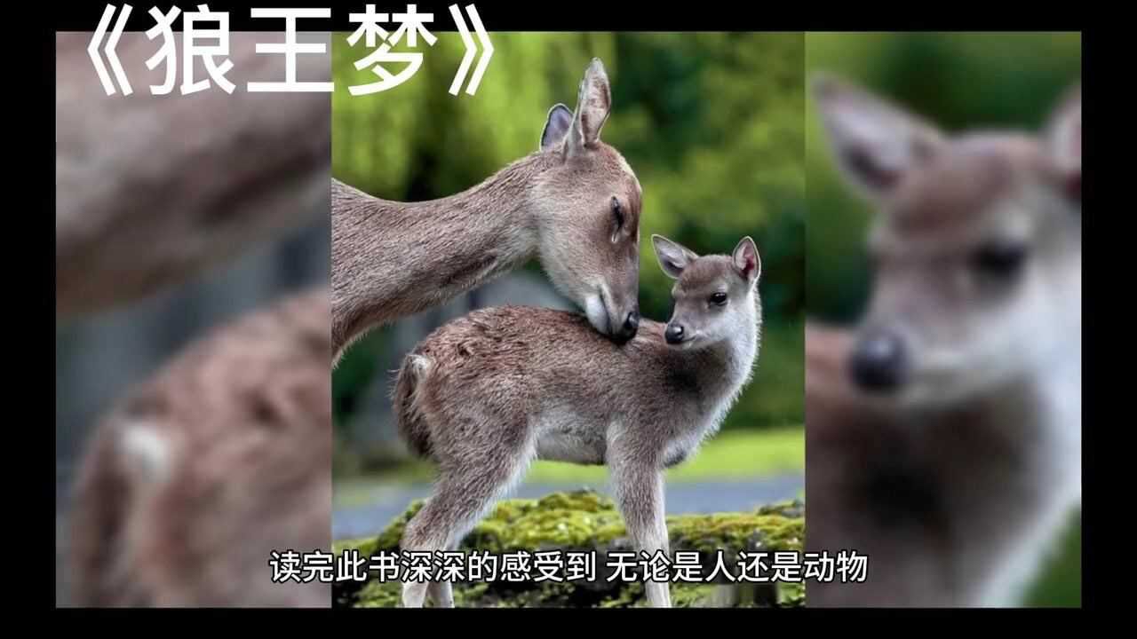 沈石溪《狼王梦》_腾讯视频