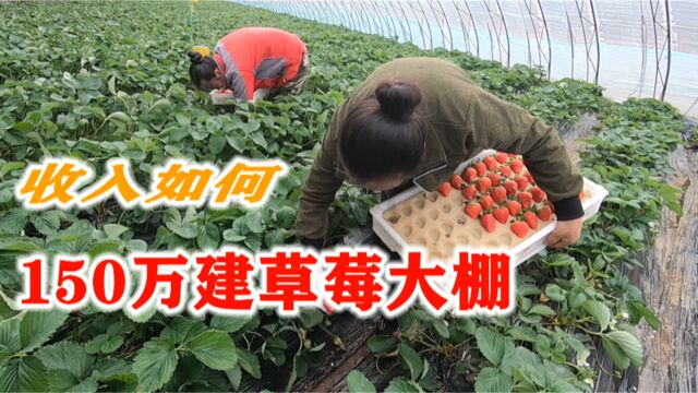 丹东小伙投资150万建草莓大棚,看一年收入如何?为啥大家都想干