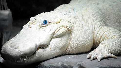 5种可爱的白色生物，你见过白色的鳄鱼吗？白色的鳄鱼漂亮吗？ #“知识抢先知”征稿大赛#