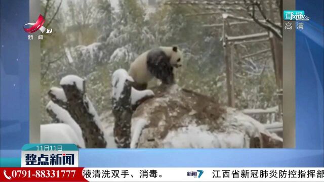 看见积雪后 它兴奋地上房揭瓦