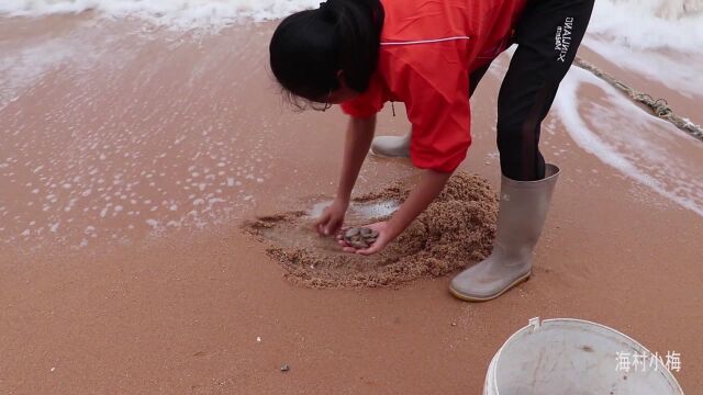 台风大浪把海螺打出来,表妹赶海一路挖个不停,还撞见远古生物