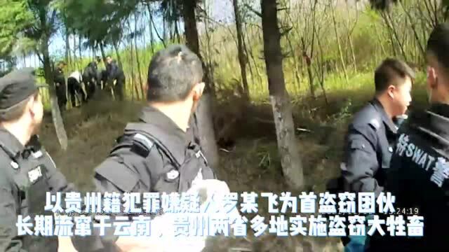 现场直击!曲靖警方抓捕偷盗大牲畜团伙画面曝光