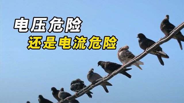 人触电导致死亡,究竟是因为电流还是电压呢?看完长知识了