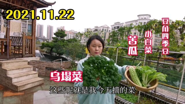 广东阳台种菜,150平米阳台,不种花,爱种菜,随手一摘7样菜,好看养眼又能吃