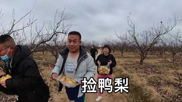 没事去雄县黄湾梨园捡拾鸭梨真多啊 竟没有人要啊