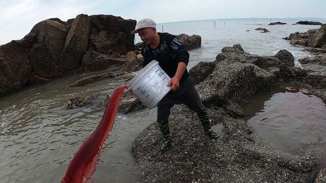 30斤狗血打窝美凤蝶坑,擒获孙悟空2根须一样深海毒货,太渗人了