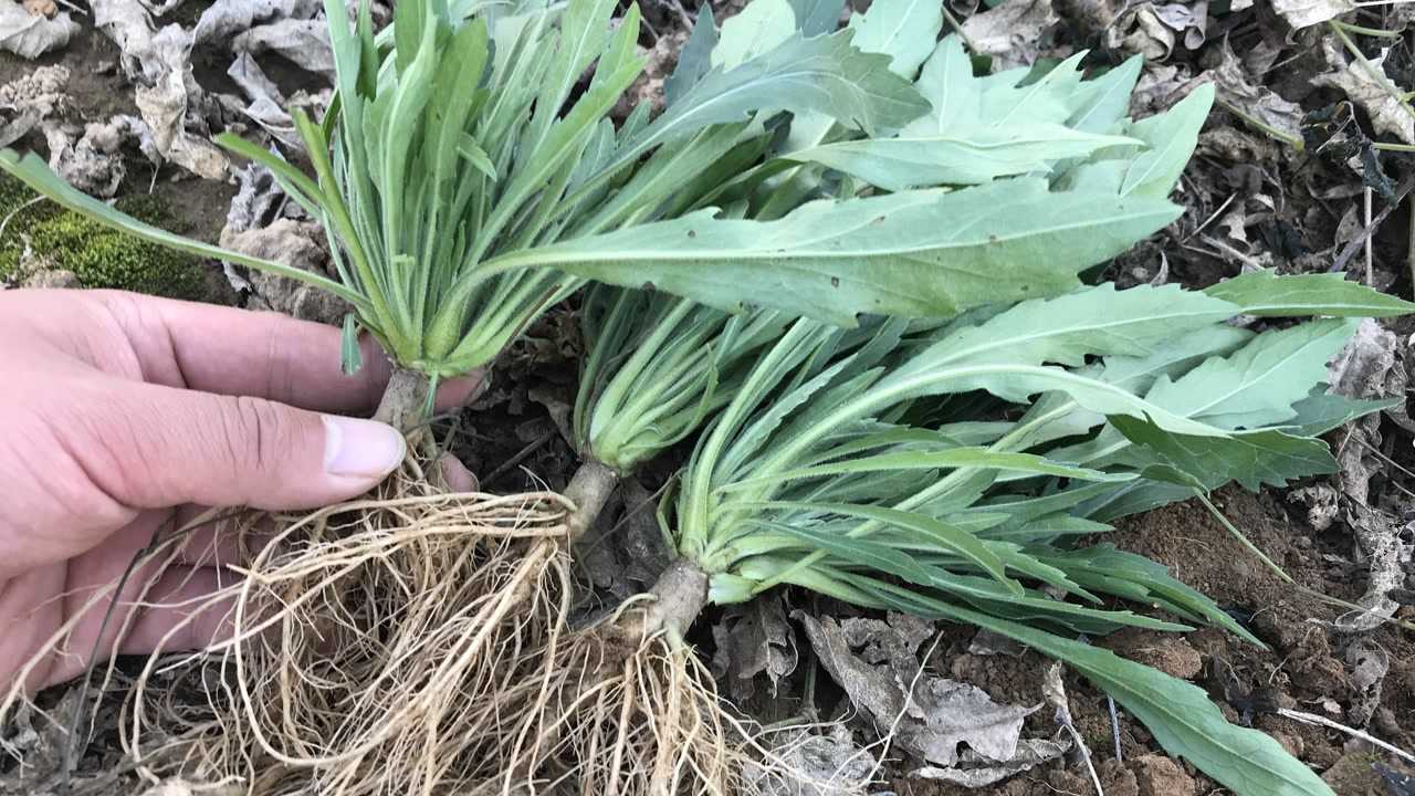 小蓬草也能当野菜吃活了30年今天才知道3种美味吃法真解馋