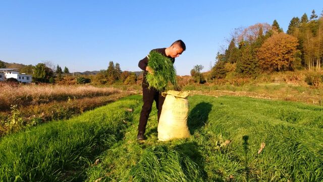 鱼塘养了1200尾鱼苗,小伙种5行黑麦草喂鱼,冬天的青草料就有了