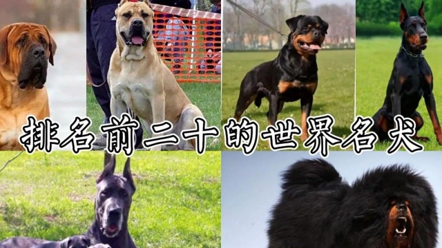 世界排名前二十的名犬 第一竟然不是藏獒