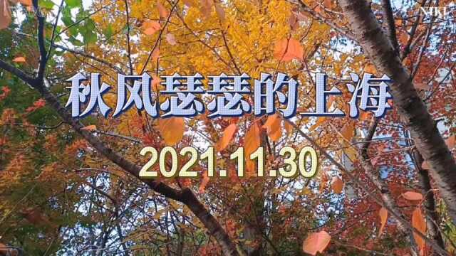 2021.11.30一起看看秋风瑟瑟的上海,您的家乡秋天是什么样子的?