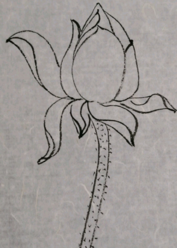 国画白描荷花二朵