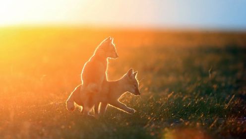 原创纪录片《格日乐》呼伦贝尔草原上的野生动物救助者