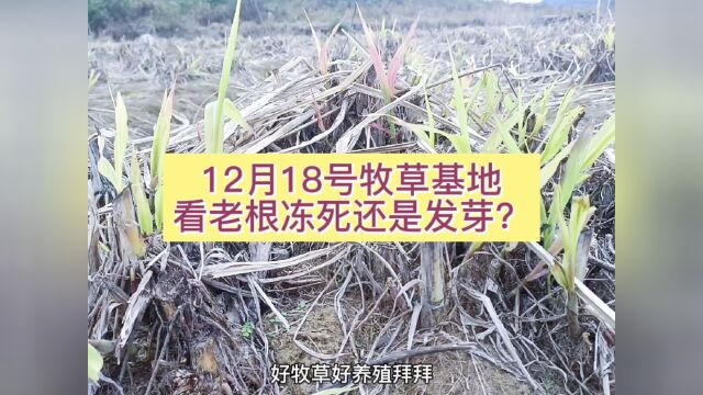 12月18号贵州高原牧草地,气温5度牧草根部干枯了吧,我们去看看#看点趣打卡计划 #萌新UP