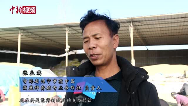 青海西宁一村庄办合作社将小蚕豆变致富“金豆豆”