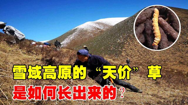 冬虫夏草究竟是虫还是草?一公斤卖6万元,价值对得起价格吗?