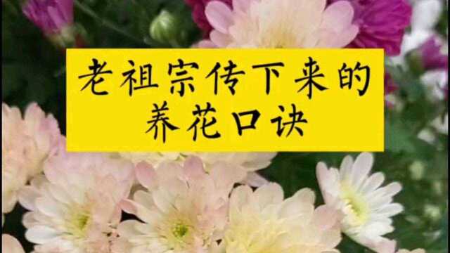 老祖宗传下来的养花口决,养花者必看并收藏