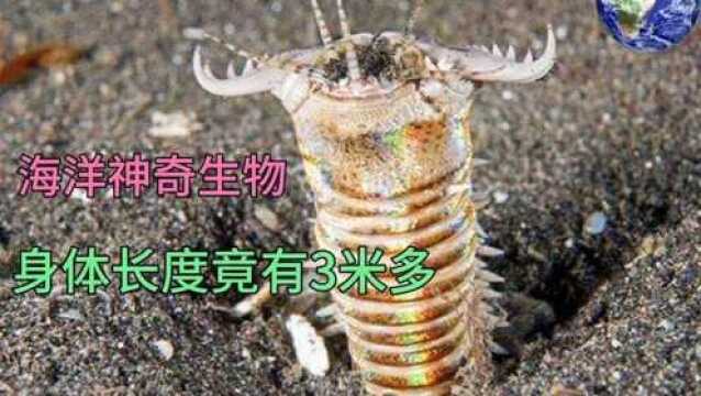 神奇的海洋生物博比特虫,被称为“地狱猎手”,体长可达3米