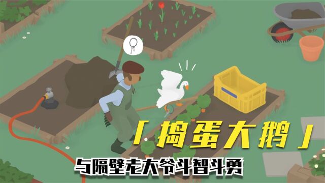 捣蛋鹅01:身为一个活泼可爱的大鹅居然是一个捣蛋鬼,气坏了隔壁老大爷