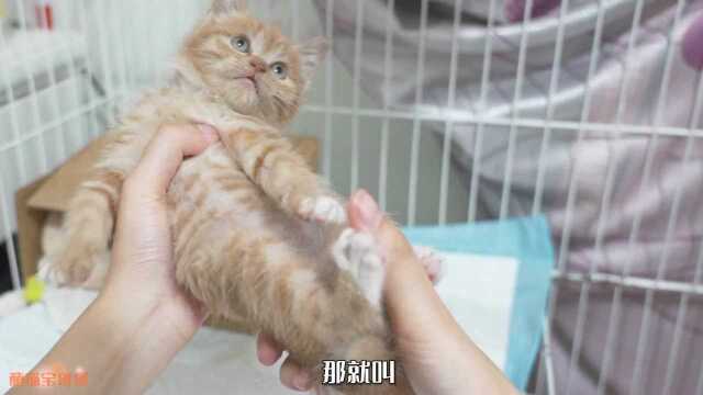 流浪小奶猫都这么通人性吗?