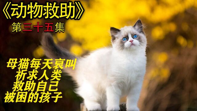 母猫祈求人类救助自己的孩子