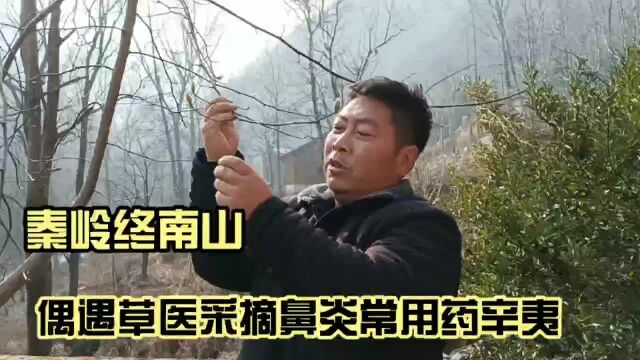 终南山偶遇草医,他为了药性最好,冒着严寒采摘鼻炎常用药辛夷