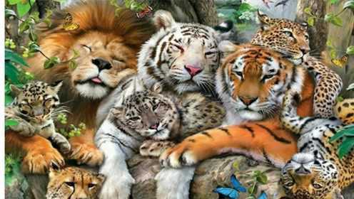 盘点10种大型猫科动物的真实声音，老虎比狮子更霸气，猞猁最弱#2022春节陪你侃好片#