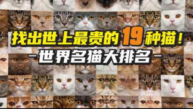 《世界名猫大排名》找出世上最贵的19种猫!