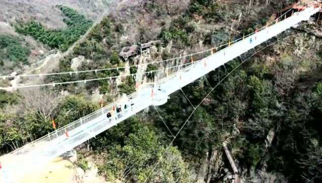 玉兰花海ⷮŠ龙津溪地、望春谷踏青赏花一日游99元/人