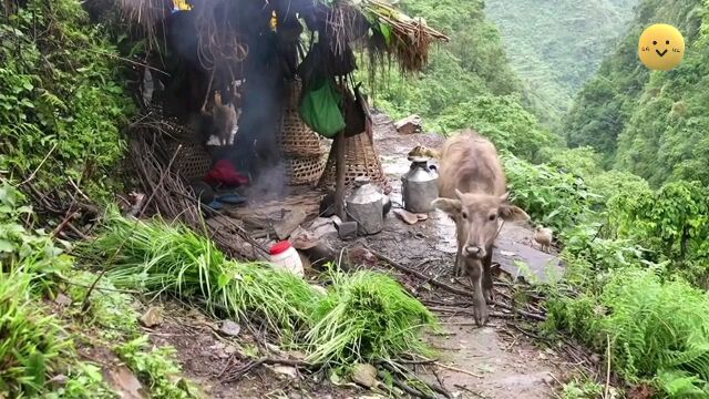 实拍尼泊尔山区现状,他们和牛住一起,还满脸幸福的样子