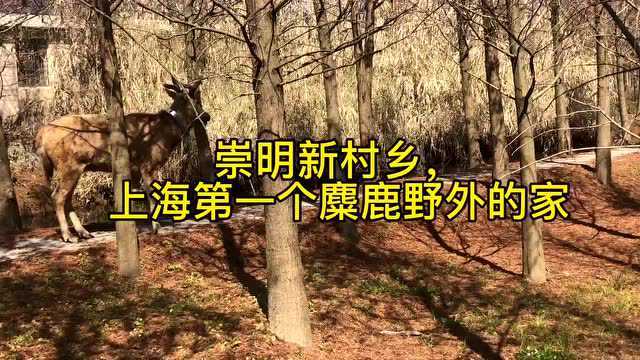 去崇明看“四不像”!上海首个,21万平方米土地迎来4头麋鹿“主人”