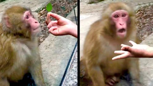猴子被魔术吓到了，最令人难以置信的动物遭遇！